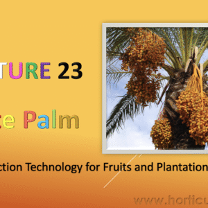 Date Palm Cultivation PPT